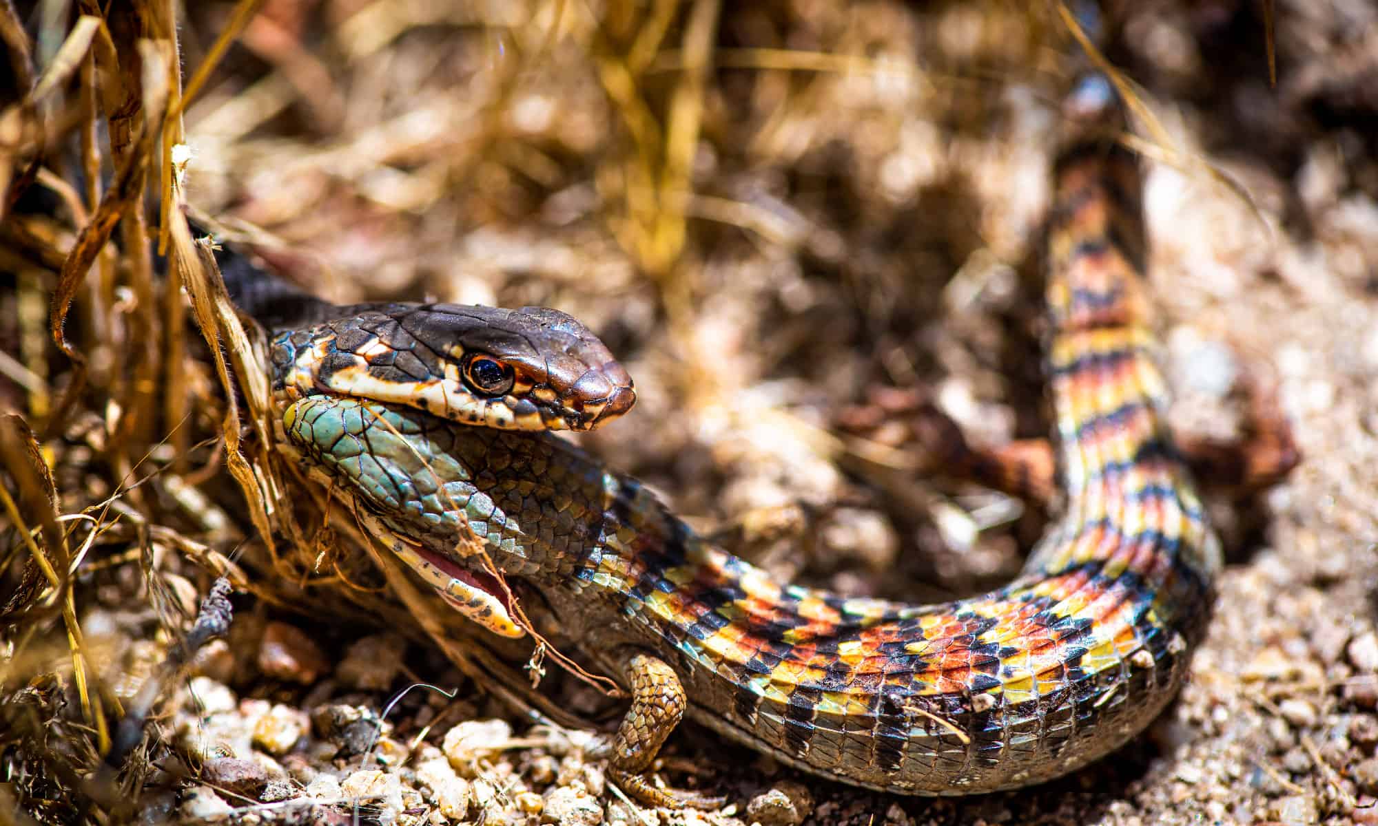 Discover the Many Colors Of Lizards (Rarest to Most Common) - A-Z Animals