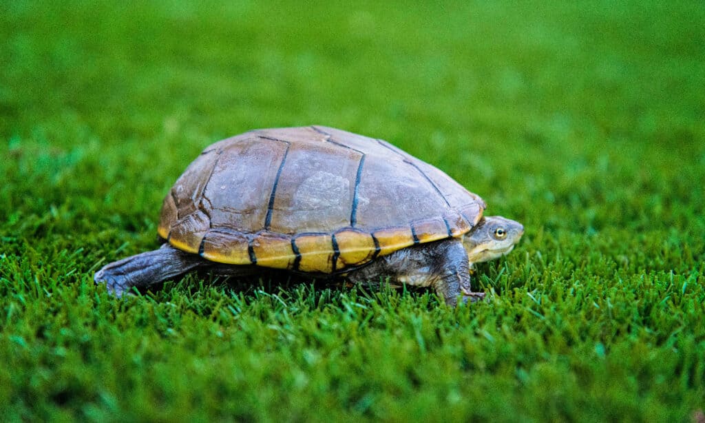 yellow mud turtle