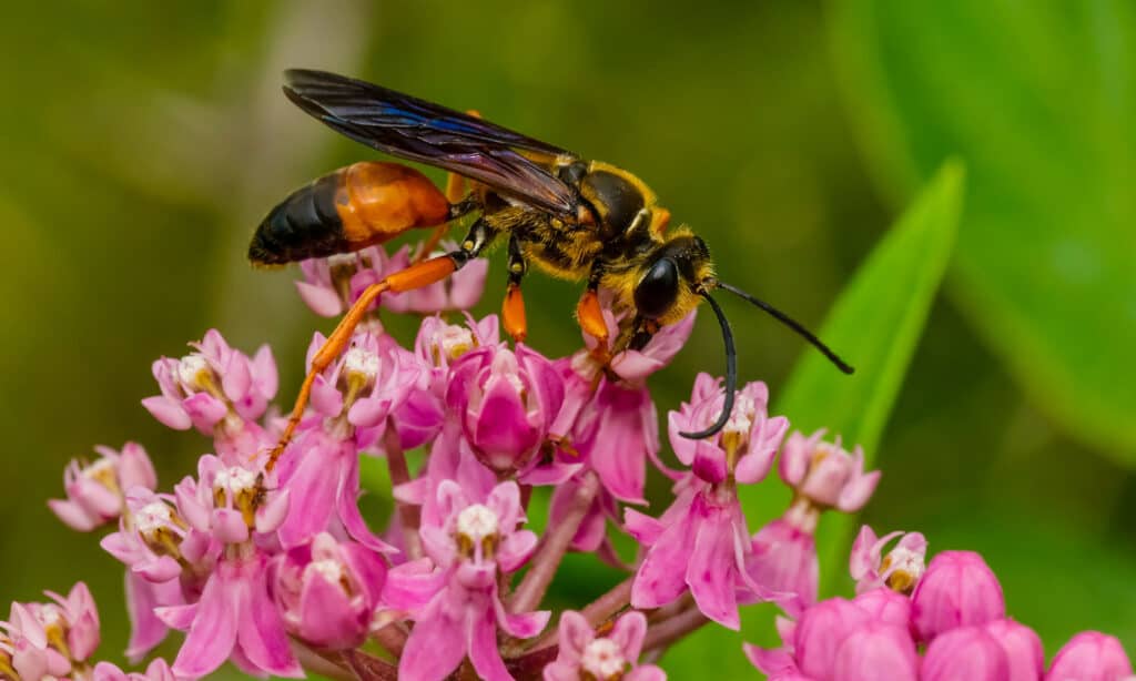 Great Golden Digger Wasp