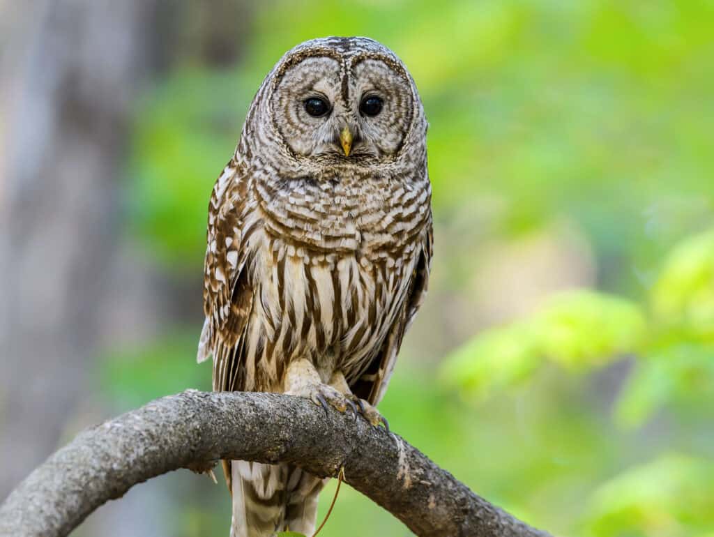 Barred Owl