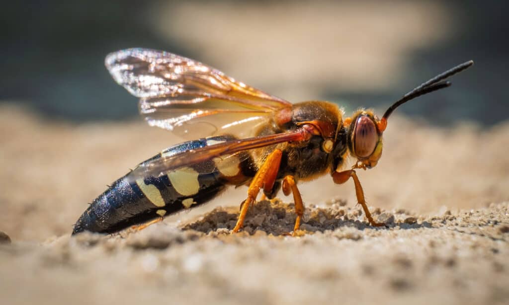 Cicada Killer