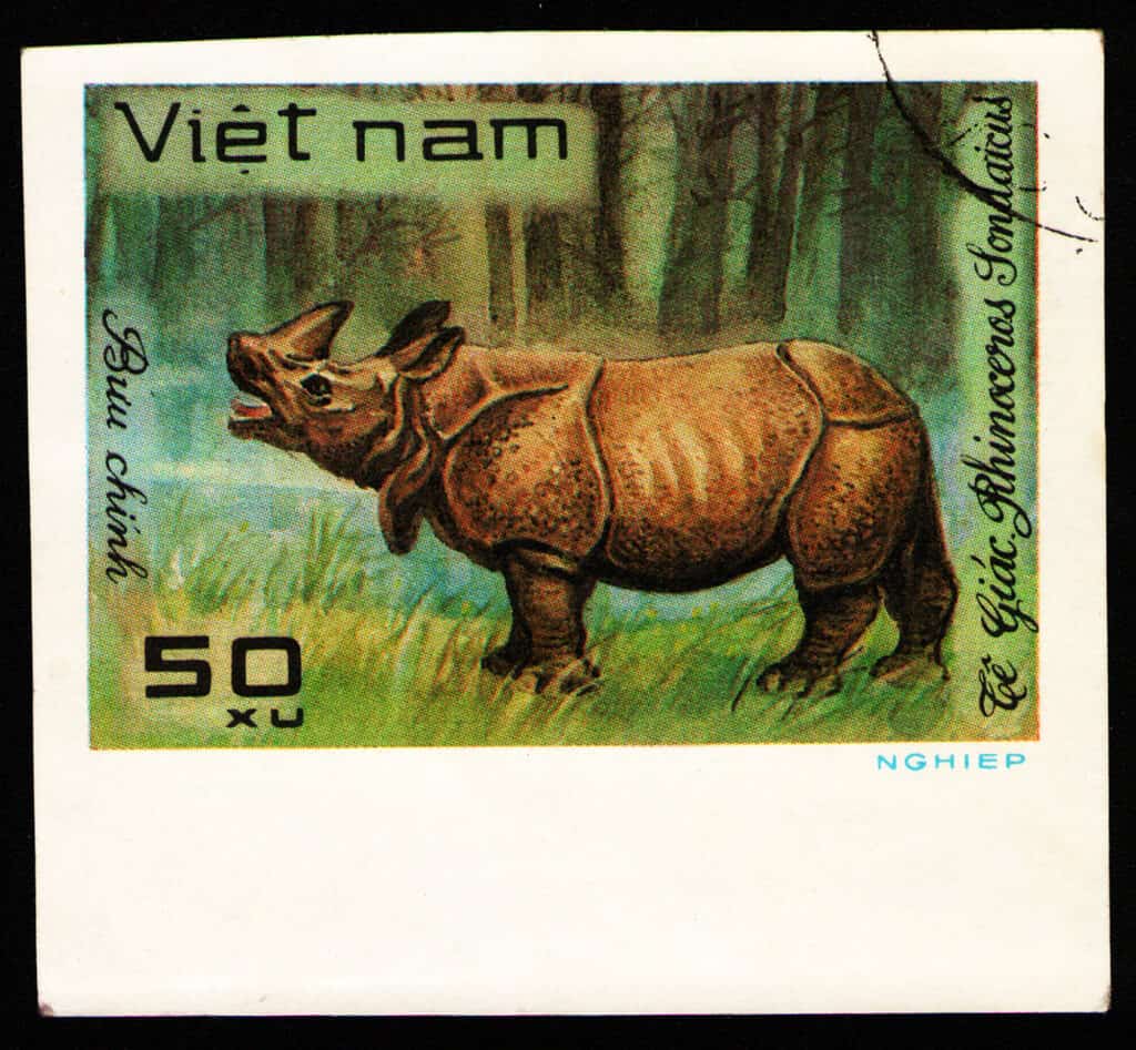 Javan Rhinoceros