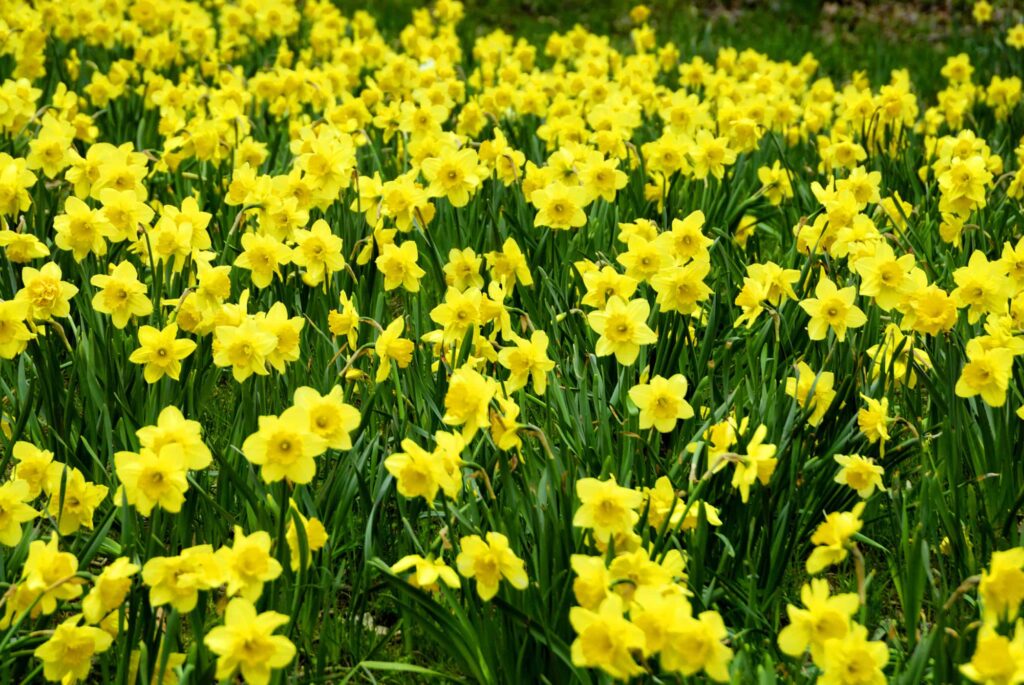 daffodil field