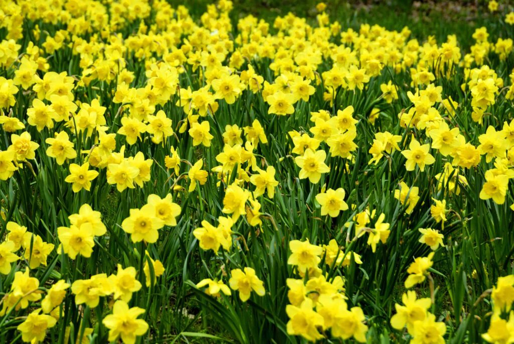 Jonquil vs Daffodil