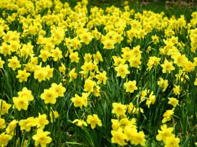 A 4 Best Perennial Flowers For Zone 3