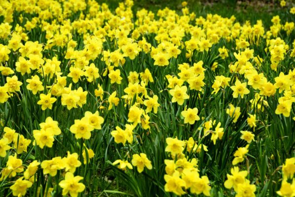 Jonquil vs Daffodil: Is There a Difference? - A-Z Animals