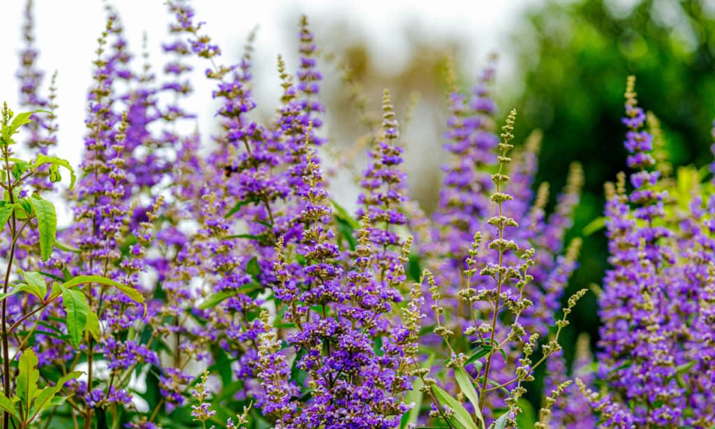 Vitex Texas (Chaste Tree)