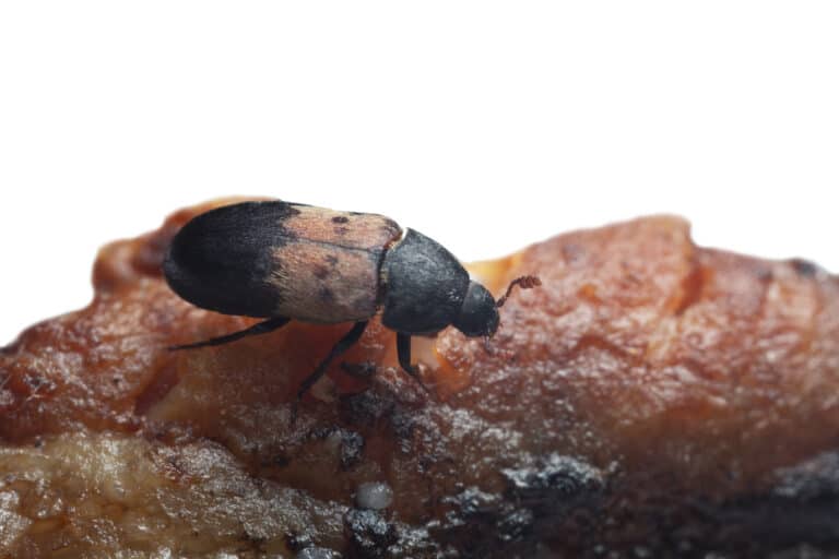 Larder beetles can be a pest in homes