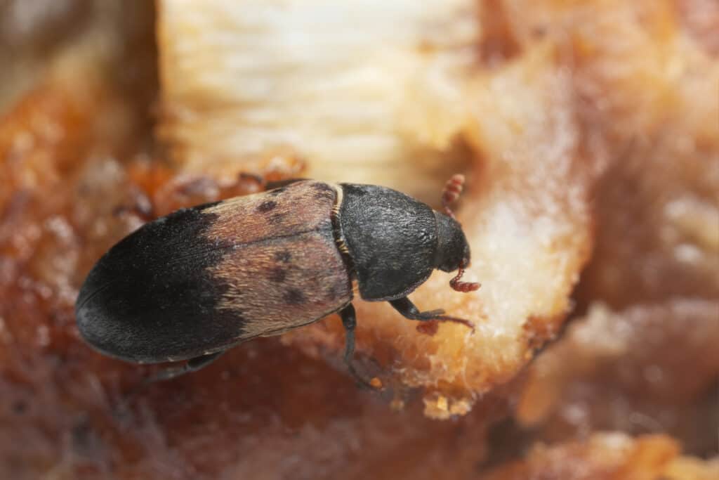 larder beetles commonly inhabit food storage areas
