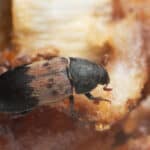 Larder beetle