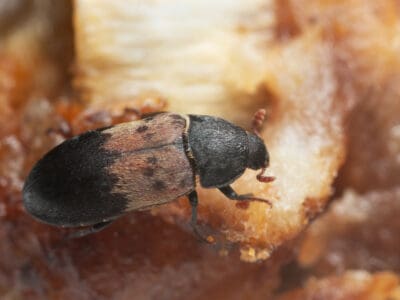 Larder Beetle Picture
