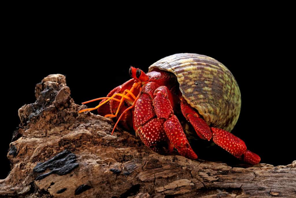 A strawberry hermit crab in profile standing on a piece of wood against a black background