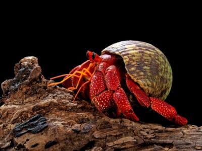 A Discover the Best Habitat for Hermit Crabs to Thrive