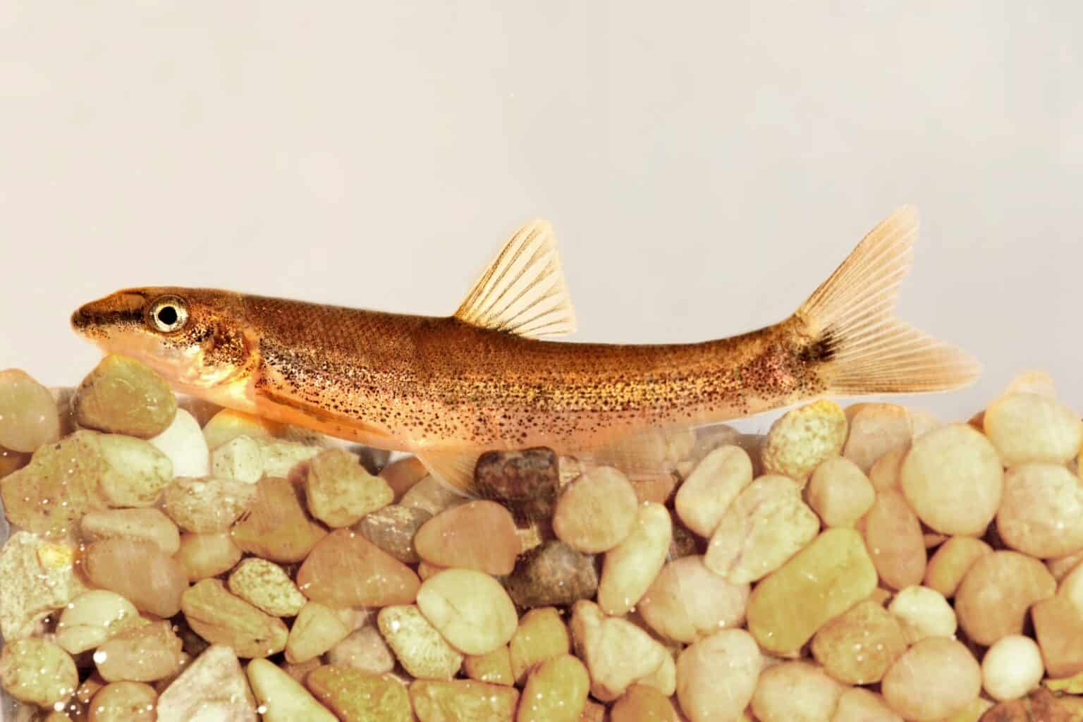 Dunce Fish Discover the Resilient Wildlife of the Rio Grande - A-Z Animals