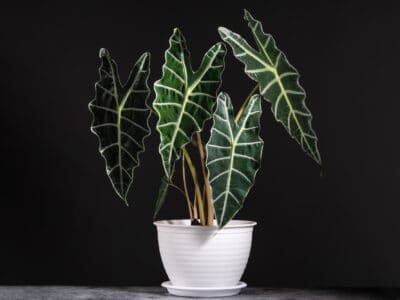 A Alocasia Amazonica vs Polly: Is There a Difference?