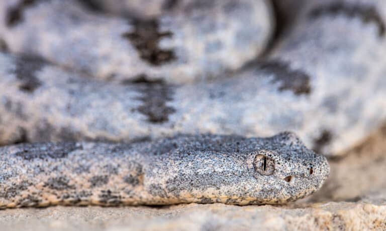 Rock Rattlesnake