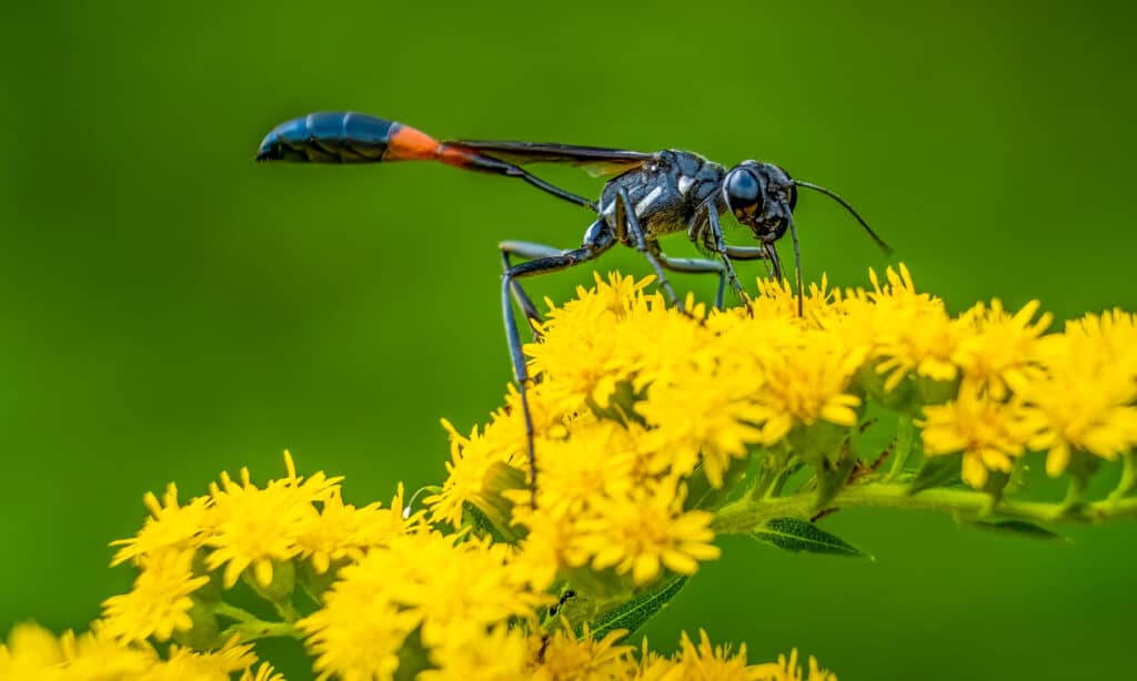 Thread-waisted Wasp