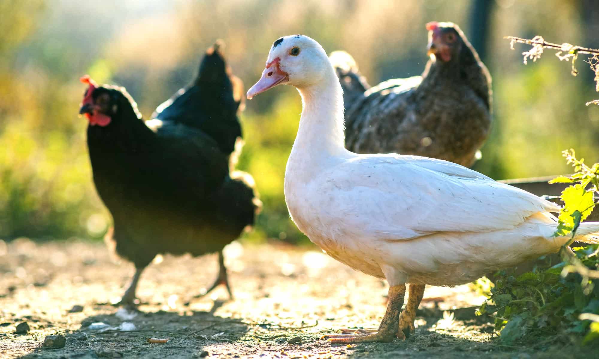 9 Types of Farm Birds to Keep Aplenty - A-Z Animals