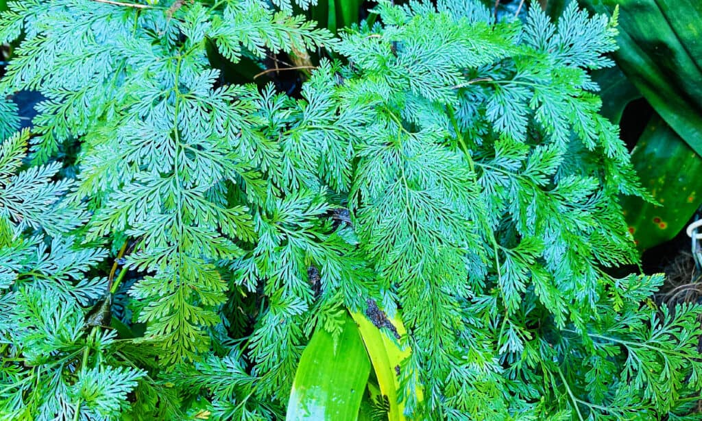 Sichuan Lace Fern