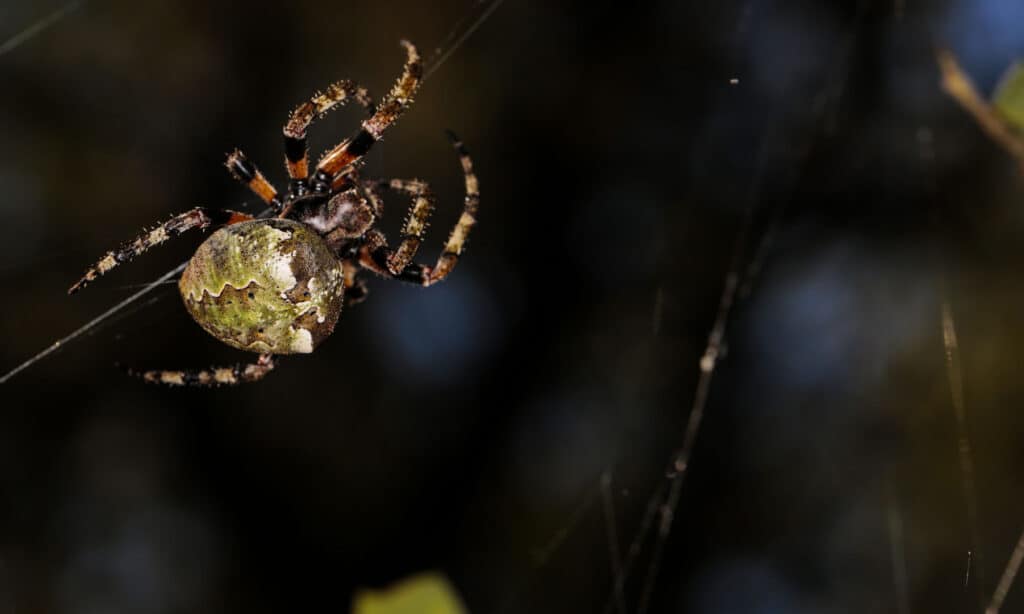 Giant Lichen Orbweaver