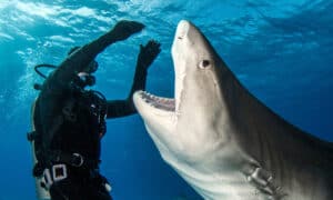 Watch an Expert Diver Deflect the Attacks of Aggressive Tiger Sharks and Stand One Up Vertically Picture