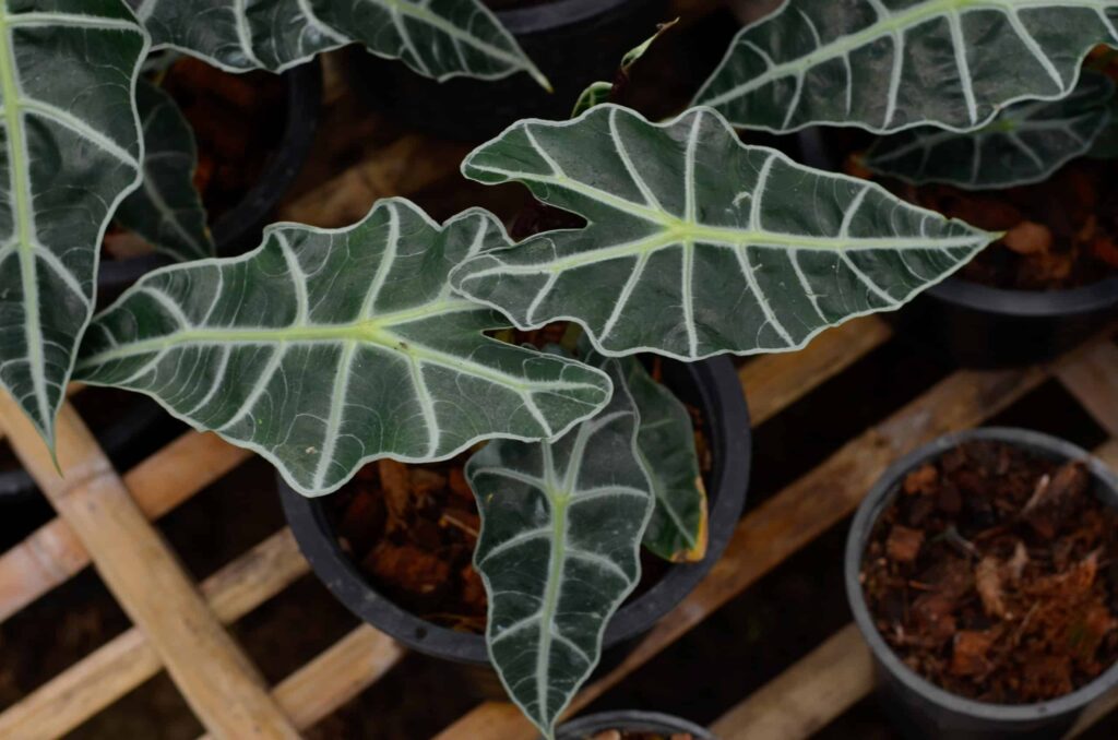 Alocasia Bambino vs Polly