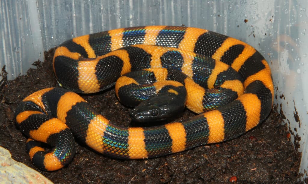Young Bismarck Ringed Python on black substrate