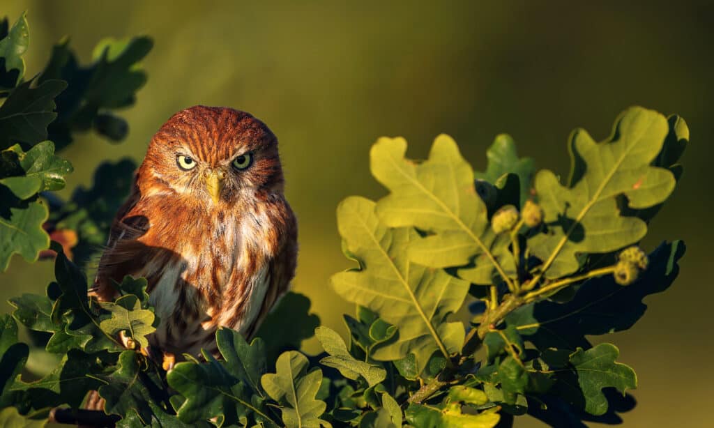 Ferruginous Pygmy-Owl