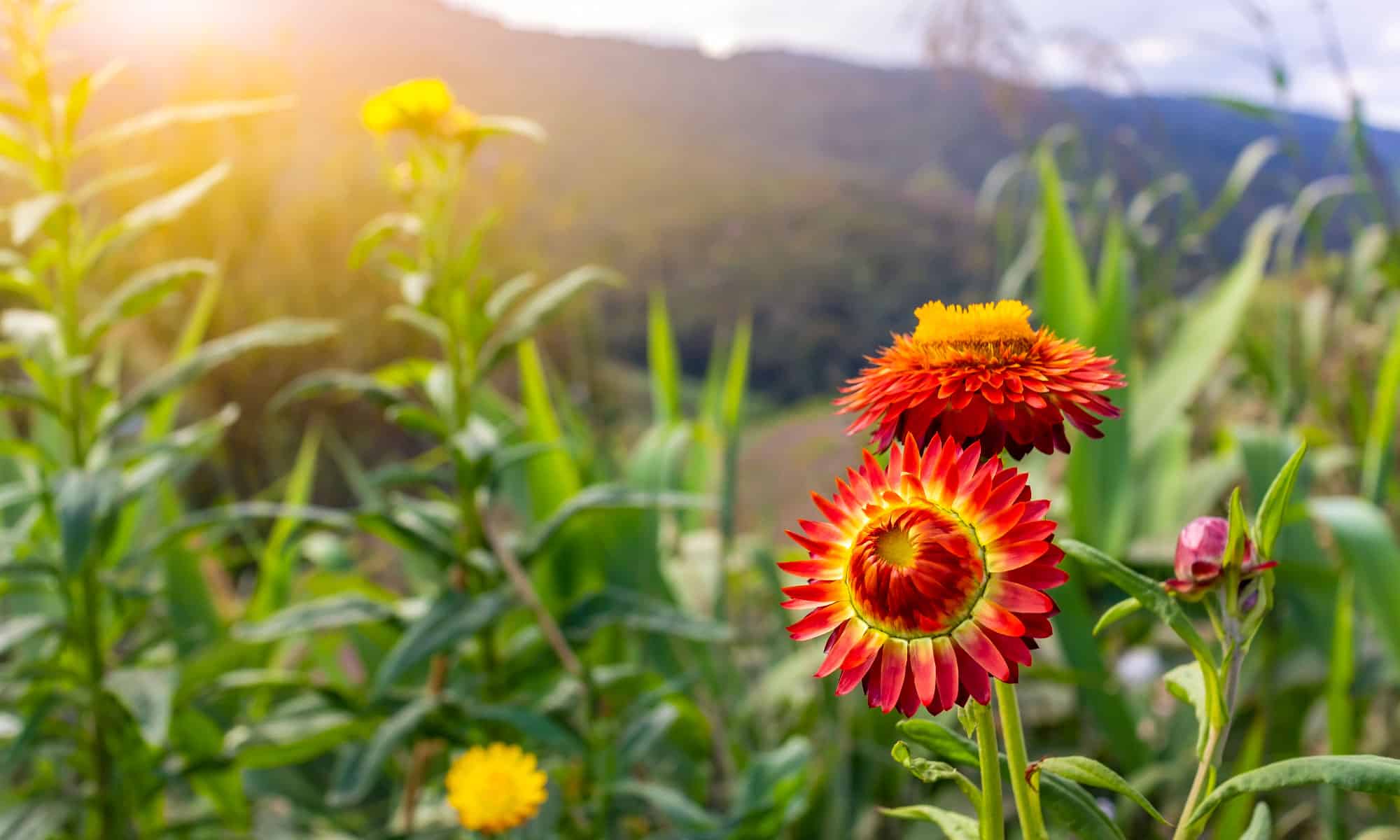 Indian Blanket