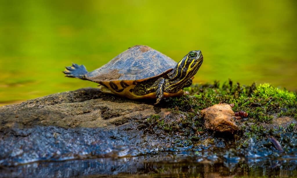 Eastern River Cooter Turtle (Pseudemys concinna concinna)