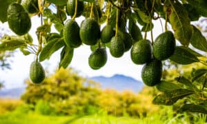 The Top 10 Countries That Grow the Most Avocados in the World Picture