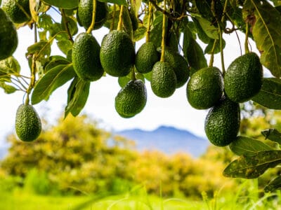 A The Top 10 Countries That Grow the Most Avocados in the World