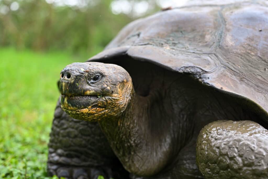What Are Testudines? Everything You Wanted To Know: tortoise on grass