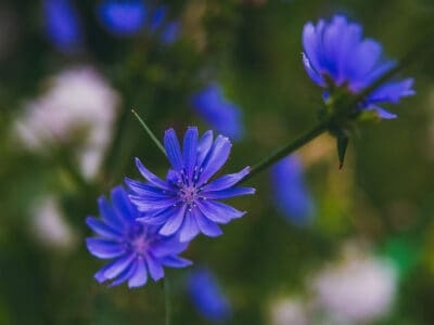 A 15 Blue Flowers in Texas