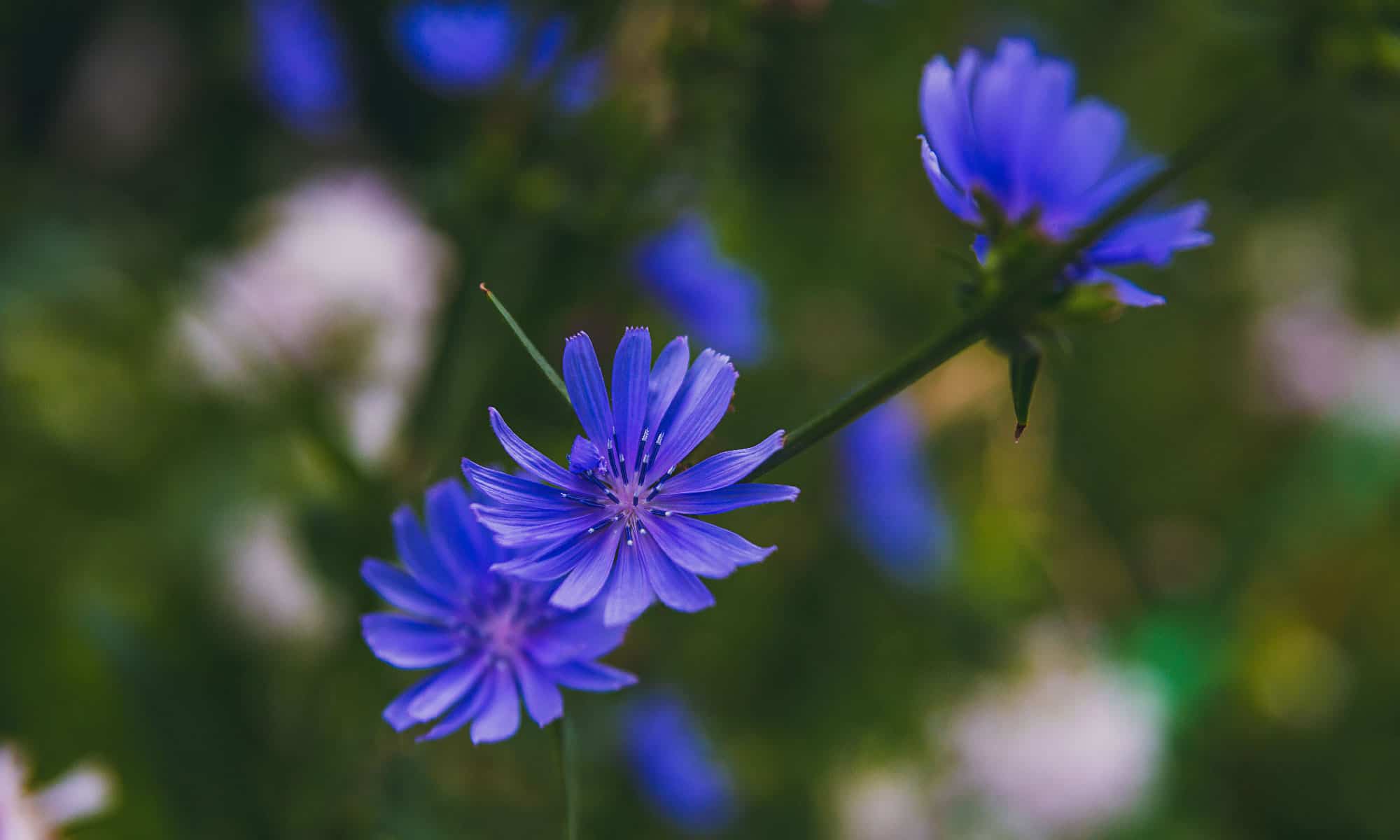 blue flowering shrub
