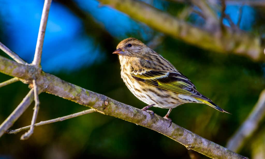 Pine Siskin (Spinus pinus)