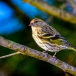 Pine Siskin