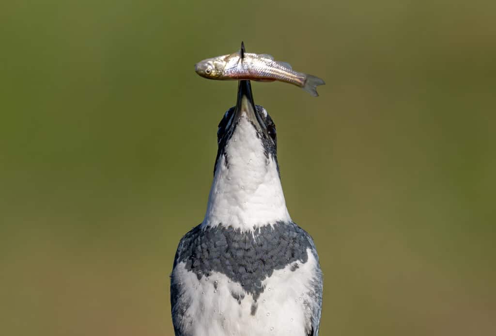 belted kingfisher spearing a small fish