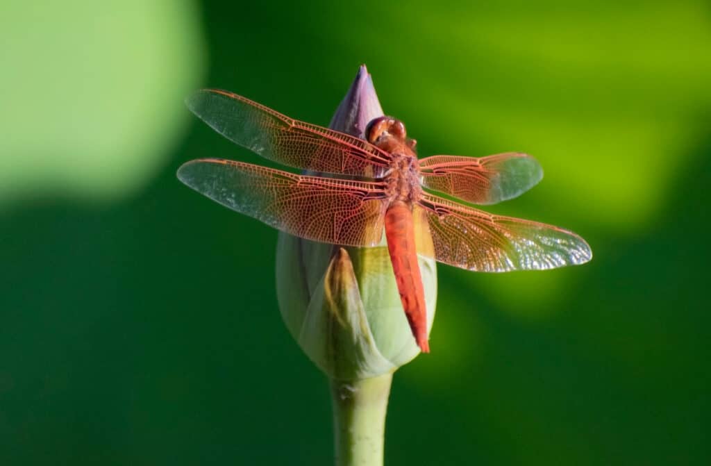 Flame skimmer dragonfly on a flower