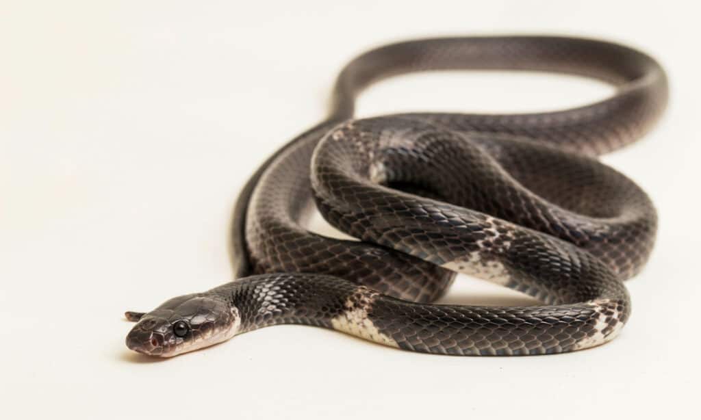 White Banded Wolf Snakes