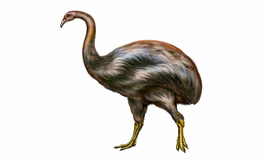 The Moa (Dinornithiformes)