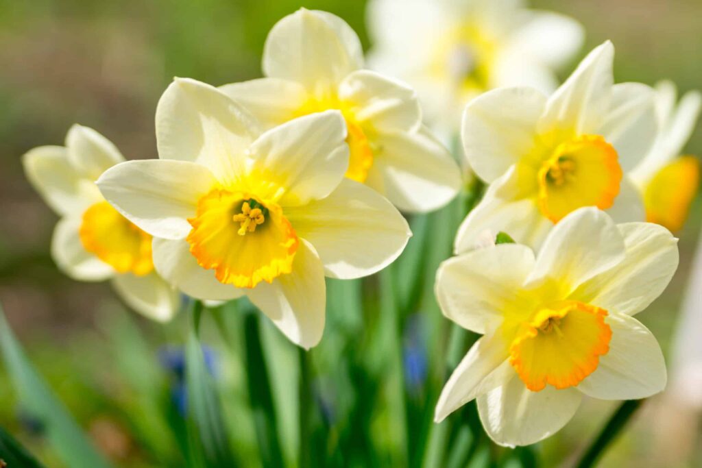 daffodils close up