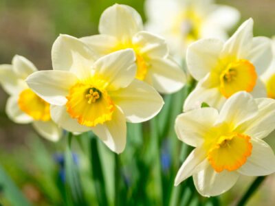 A Jonquil vs Daffodil: Is There a Difference?