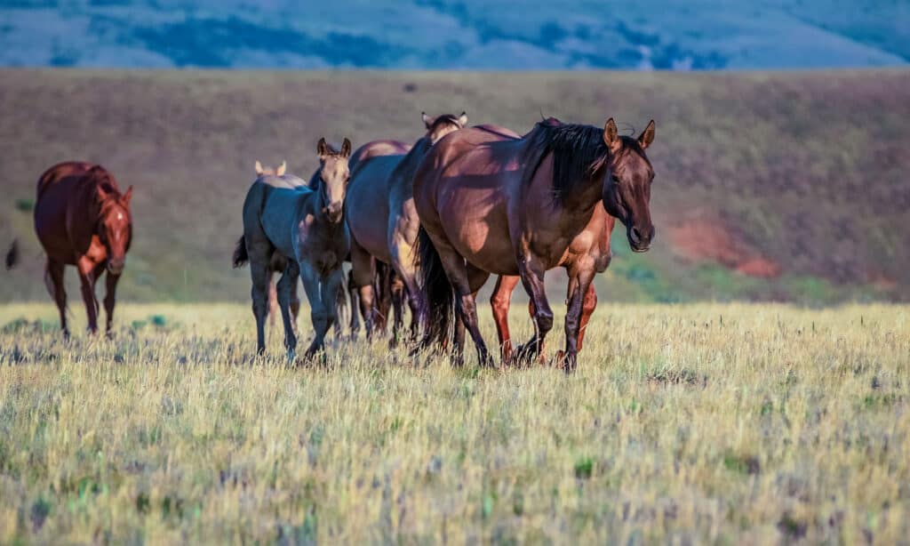 mares and foals