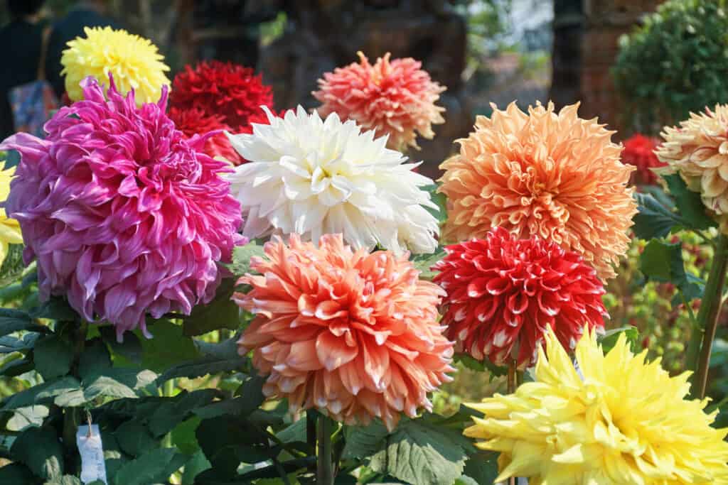 Large dahlia flowers in a variety of colors