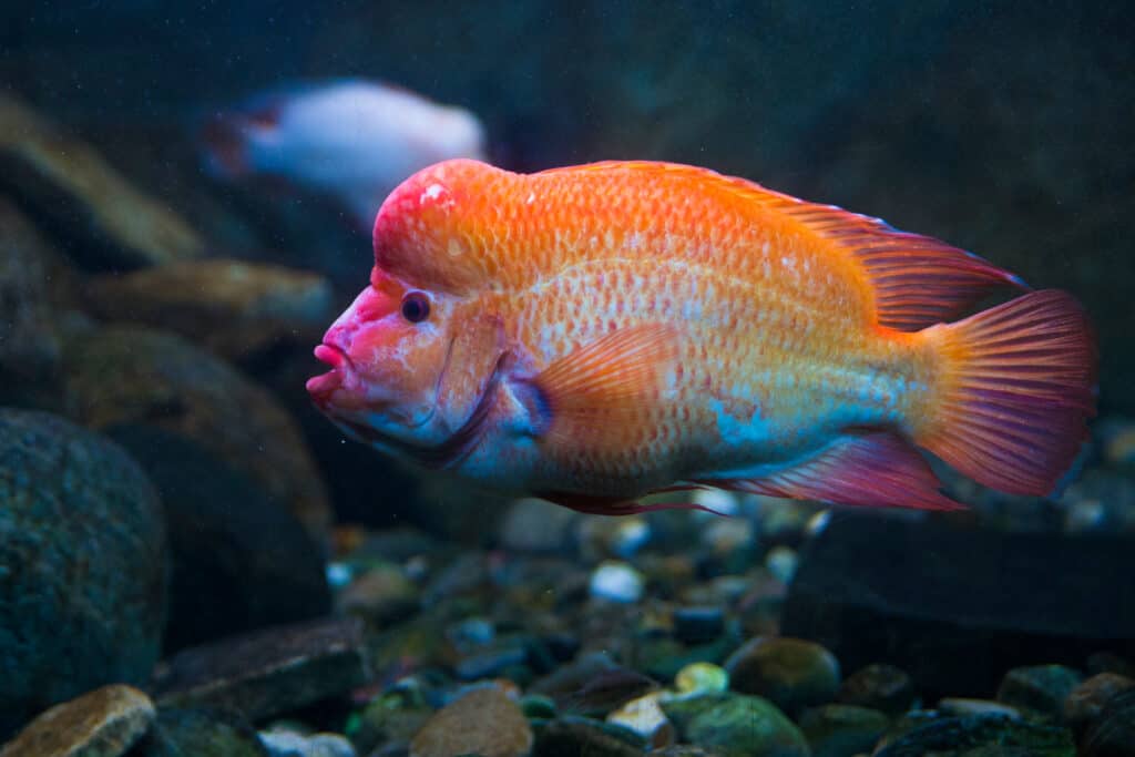 Shop Now Mini Tropical Fish Orange Tile