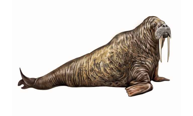 The Extinct Walrus: How Vikings Hunted a Walrus to Extinction - A-Z Animals