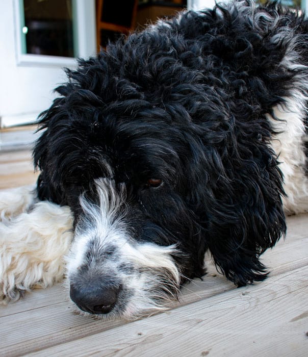 Bernedoodle vs Saint Berdoodle: Key Differences Explained - A-Z Animals