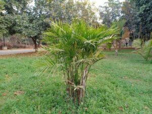 Cat Palm Plant Picture