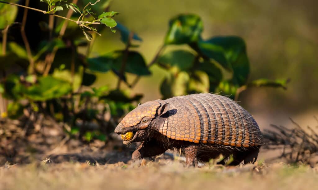 Six-banded armadillo (Euphractus sexcinctus) eating